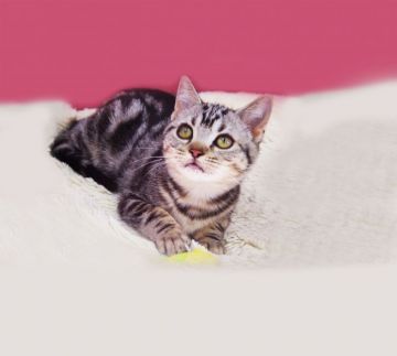 アメリカンショートヘア【千葉県・女の子・2020年9月18日・シルバータビー】の写真「とても人なつっこいかわいい女の子です♪」