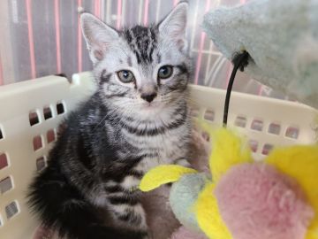 アメリカンショートヘア【千葉県・男の子・2021年10月8日・シルバータビー】の写真「かわいい男の子♪」