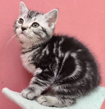 アメリカンショートヘア【千葉県・男の子・2021年10月8日・シルバータビー】の写真「12/12まで掲載のかわいい男の子♪」