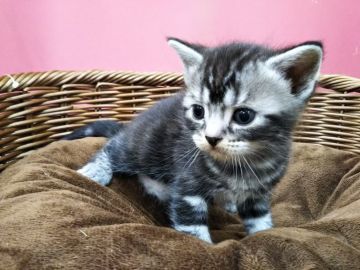 アメリカンショートヘア【千葉県・男の子・2021年10月8日・シルバータビー】の写真「かわいい男の子♪」