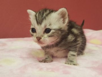 アメリカンショートヘア【千葉県・女の子・2020年4月26日・シルバークラシックタビー】の写真「お目目がクリクリ丸いお顔の女の子です♪」