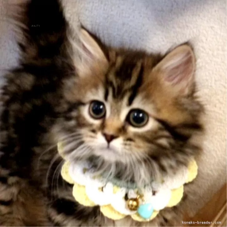 ID:2402-00106の子猫