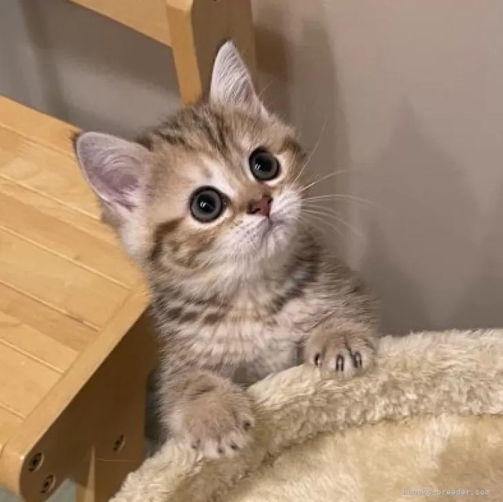 ID：2402-01053の子猫