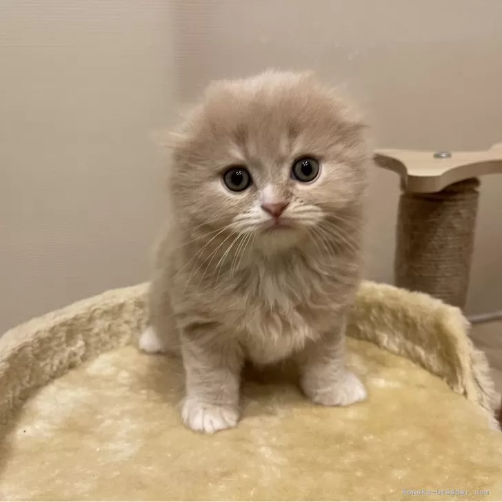 ID：2402-01061の子猫