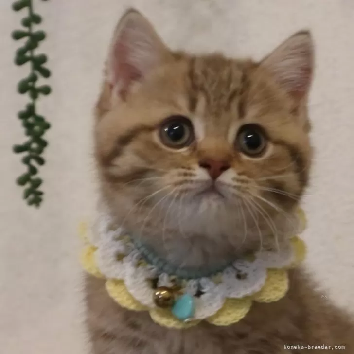 ID：2401-01274の子猫
