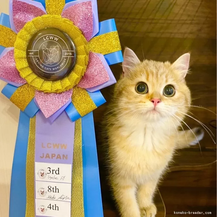 ID:2404-03269の子猫