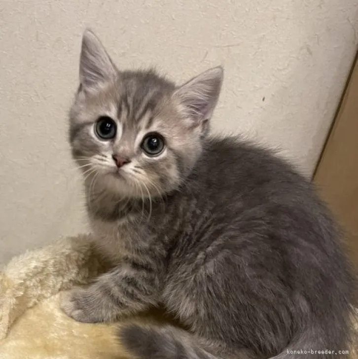 マロン 様のお迎えした子猫