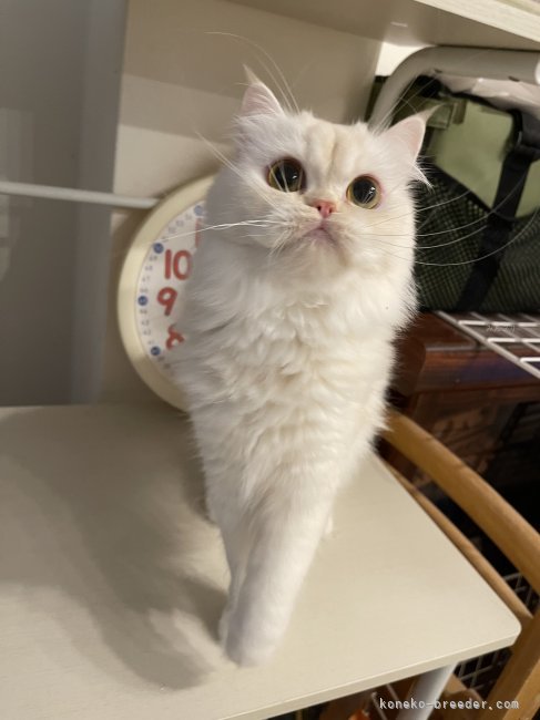 マンチカン【・女の子・2023年8月12日・クリームシルバー&amp;ホワイト】