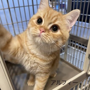 ブリティッシュショートヘア【奈良県・男の子・2023年4月21日・レッドマッカレルタビー】の写真「元気いっぱい、可愛いアピール上手❤️去勢済」