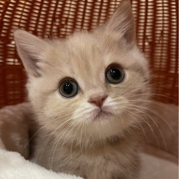 ブリティッシュショートヘア【奈良県・女の子・2023年11月23日・ライラック（ふわふわ）】の写真「きれいなライラックカラー💕お値段最終価格中」