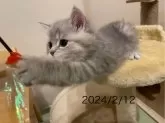 ブリティッシュショートヘア【奈良県・女の子・2023年12月8日・ブルー】の写真3