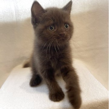 ブリティッシュショートヘア【奈良県・男の子・2025年8月1日・チョコレート】の写真「とてもキレイなチョコレート色の甘えっ子」