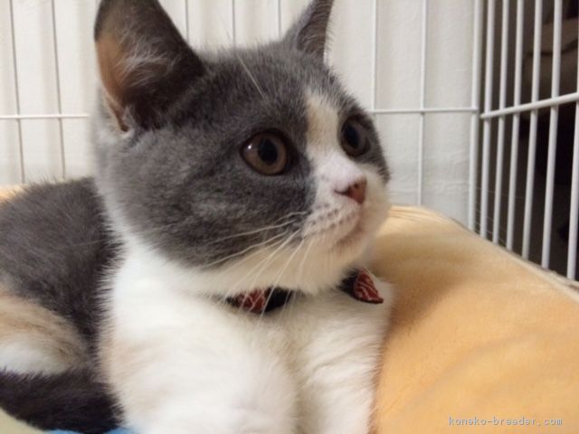 ワンちゃんとも仲良くできるネコちゃんたちです｜太田　路子(おおた　みちこ)ブリーダー(愛知県・ブリティッシュショートヘア・Jcu登録)の紹介写真1