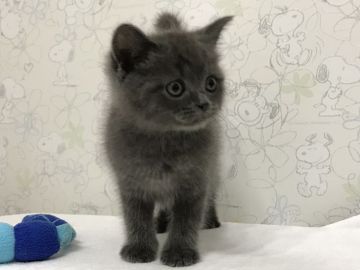 ブリティッシュショートヘア【愛知県・男の子・2018年5月29日・ブルー（ショート）】の写真「懐っこい子です」