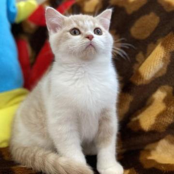 ブリティッシュショートヘア【愛知県・男の子・2022年9月27日・クリームマッカレルタビーホワイト（ショート）】の写真「癒し系男子です」