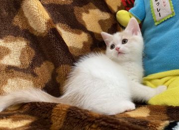 ブリティッシュショートヘア【愛知県・女の子・2021年9月13日・クリームホワイトマッカレルタビー（ショート）】の写真「優しい表情なわたしです」