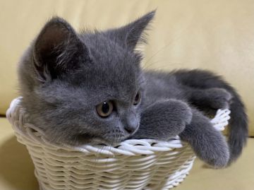 ブリティッシュショートヘア【愛知県・女の子・2021年7月6日・ブルー（ショート）】の写真「あおい姫さまです」