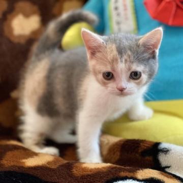 ブリティッシュショートヘア【愛知県・女の子・2022年8月17日・ダイリュートキャリコ（ショート）】の写真「ふんわり色の癒し系なわたし」