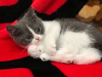 ブリティッシュショートヘア【愛知県・男の子・2017年5月27日・ブルーホワイト】の写真「むっちりな僕です」