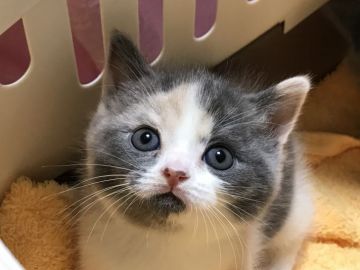 ブリティッシュショートヘア【愛知県・女の子・2018年5月29日・ダイリュートキャリコ（ショート）】の写真「キレカワな私です」