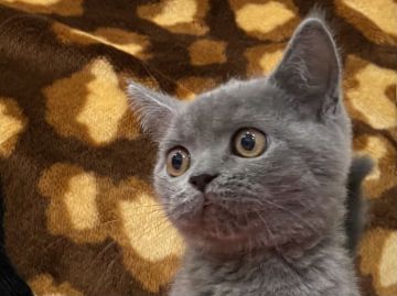 ブリティッシュショートヘア【愛知県・男の子・2021年6月15日・ブルー（ショート）】の写真「優しい男の子です」