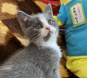 ブリティッシュショートヘア【愛知県・男の子・2021年9月13日・ブルー&ホワイト（ショート）】の写真「むっちり男の子です」