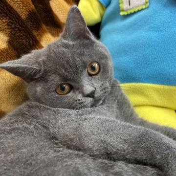 ブリティッシュショートヘア【愛知県・女の子・2022年8月17日・ブルー（ショート）】の写真「オトコマエ女子です」