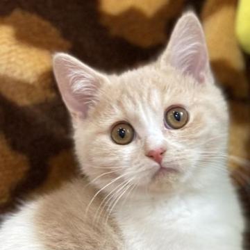 ブリティッシュショートヘア【愛知県・女の子・2022年9月27日・クリームマッカレルタビーホワイト（ショート）】の写真「癒し系女子です」