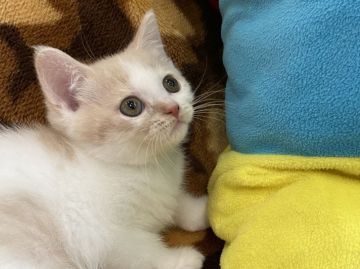 ブリティッシュショートヘア【愛知県・女の子・2021年9月13日・クリームホワイトマッカレルタビー（ショート）】の写真「ほっこり顔の優しい子です」