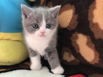 ブリティッシュショートヘア【愛知県・男の子・2019年8月10日・ブルー&ホワイト（ショート）】の写真「ハチワレくんです」