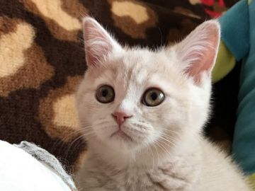 ブリティッシュショートヘア【愛知県・女の子・2019年4月1日・クリーム（ショート）】の写真「可愛いクリーム色です」