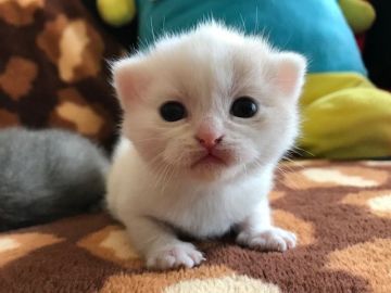 ブリティッシュショートヘア【愛知県・女の子・2018年5月29日・ダイリュートキャリコダイ（ショート）】の写真「キレカワな私です」