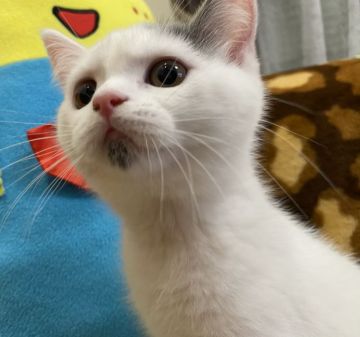 ブリティッシュショートヘア【愛知県・女の子・2021年6月15日・ブルー&ホワイト（ショート）】の写真「白ベースに」