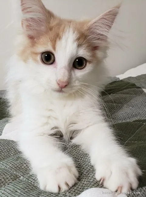 たなか 様のお迎えした子猫