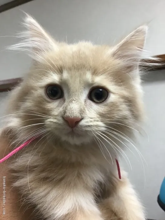 ID：1811-00666の子猫