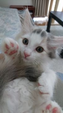 ノルウェージャンフォレストキャット【埼玉県・女の子・2018年4月30日・ダイリュートキャリコ（長毛ふわふわ）】の写真「薄い三毛色の女の子👧」