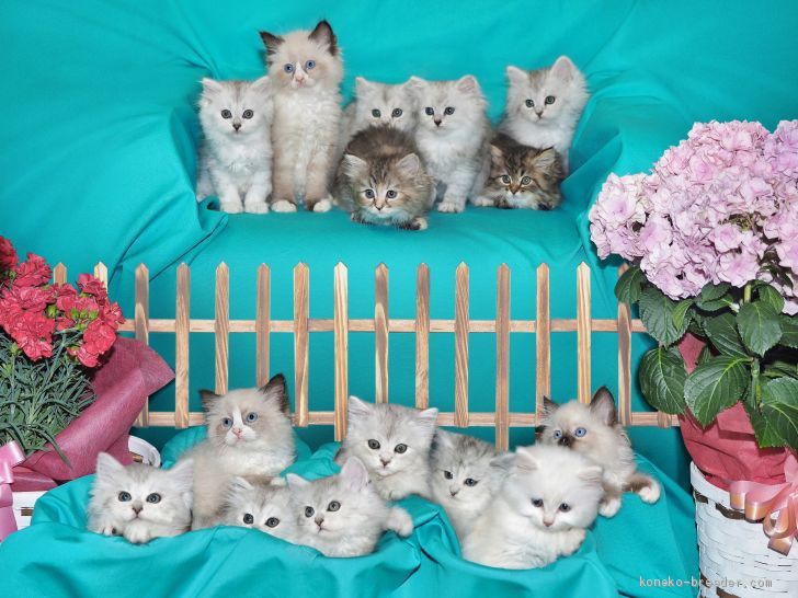 ✿猫は素敵な生き物です。動きを見ているだけで笑みもこぼれ癒されます。　｜阪　佑子(さか　ゆうこ)ブリーダー(三重県・サイベリアンなど・ICC登録)の紹介写真1