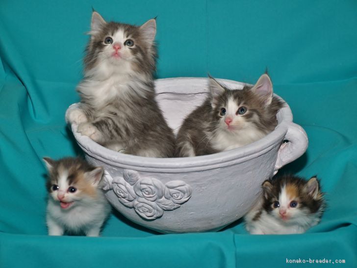 ✿子猫は好奇心が旺盛です。安全で落ち着ける場所がある事で心が安定します。｜阪　佑子(さか　ゆうこ)ブリーダー(三重県・サイベリアンなど・ICC登録)の紹介写真2