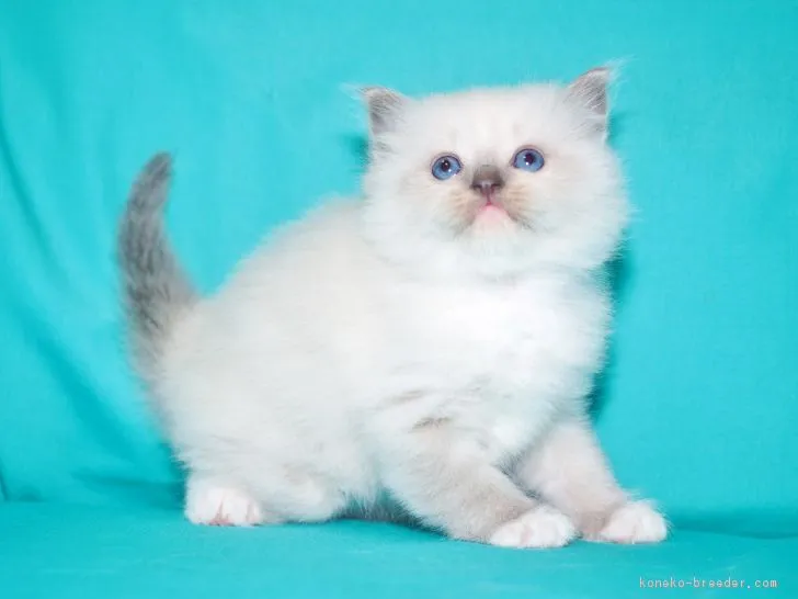 ID:1809-00246の子猫