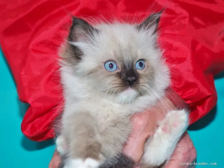 ID:1904-01359の子猫
