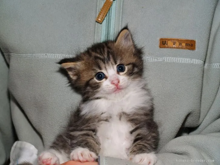 ID：1604-00437の子猫