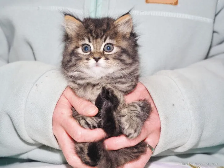 ID:1903-01318の子猫