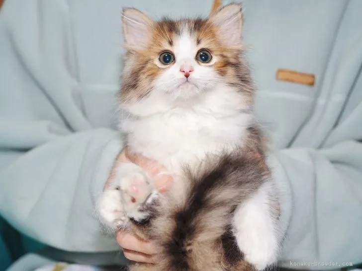 ID:1806-00165の子猫