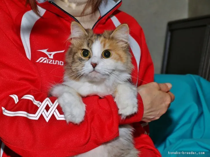 ID：1605-00328の子猫