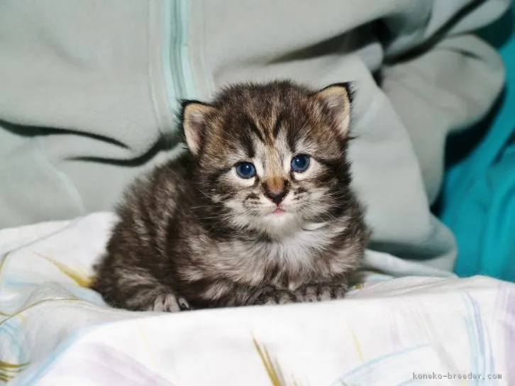 ID:1611-00533の子猫