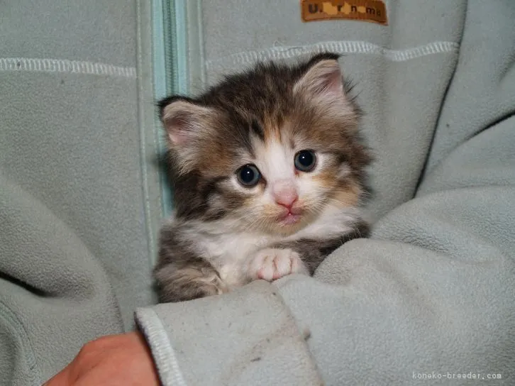ID:1604-00438の子猫
