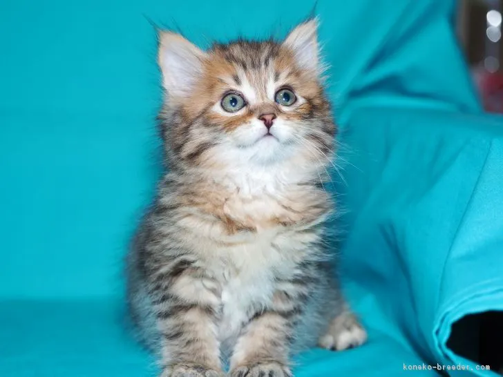 ID:1805-00913の子猫