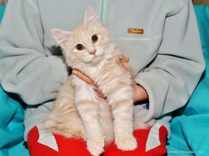 ID：1611-00532の子猫