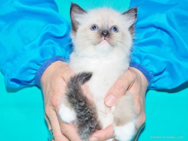 ID：1812-00556の子猫
