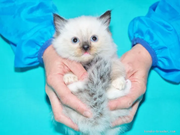 ID:1812-00846の子猫